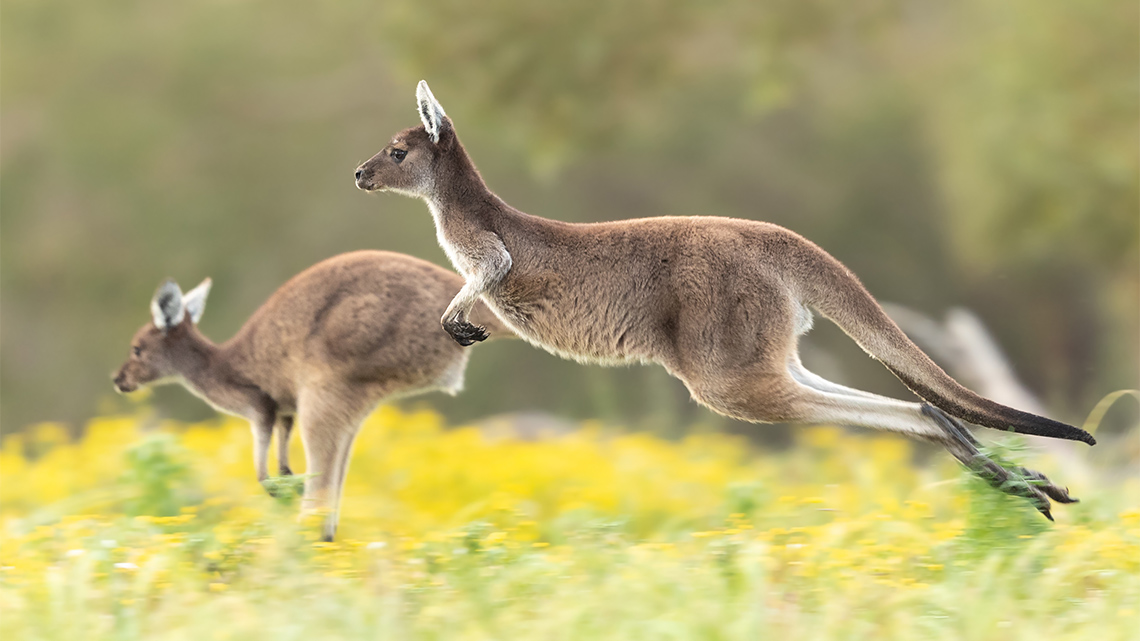 Kangaroos are jumping across a field of flowers.