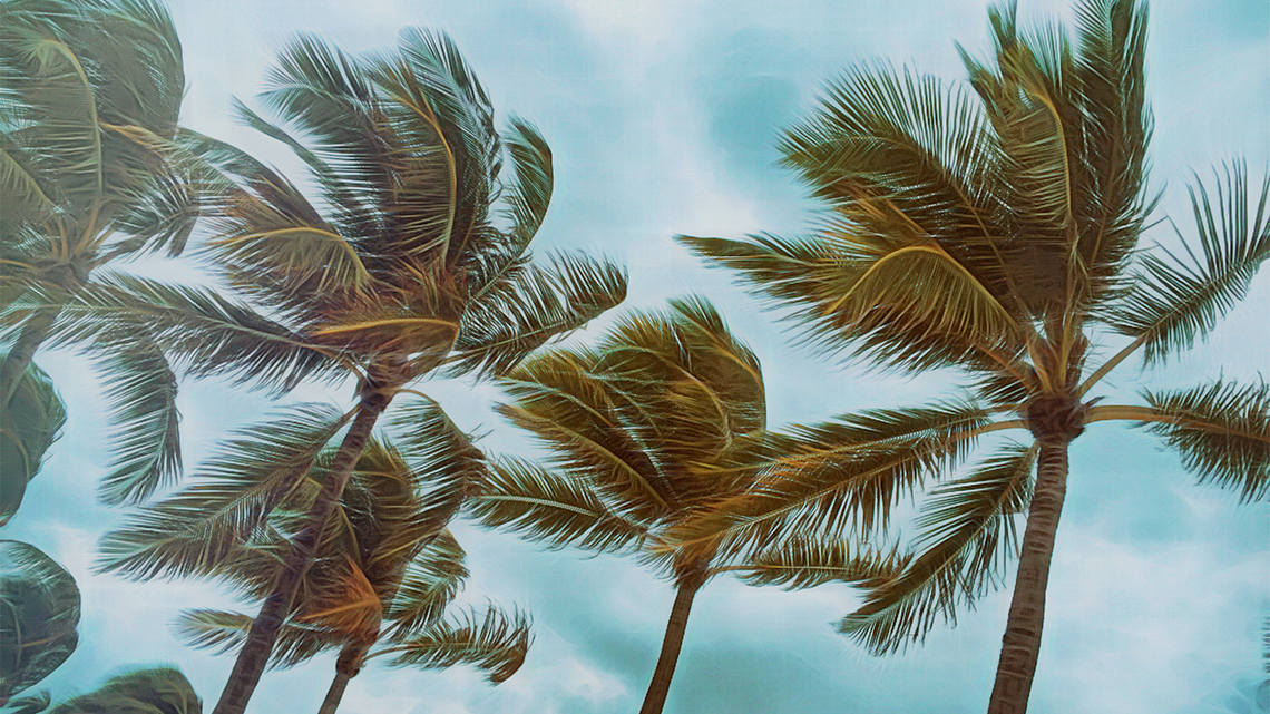 Trees are swaying in the wind.