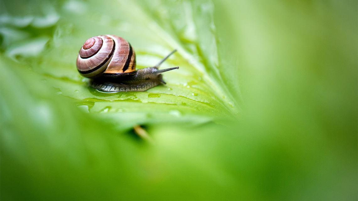 Small snail on a large leaf.
