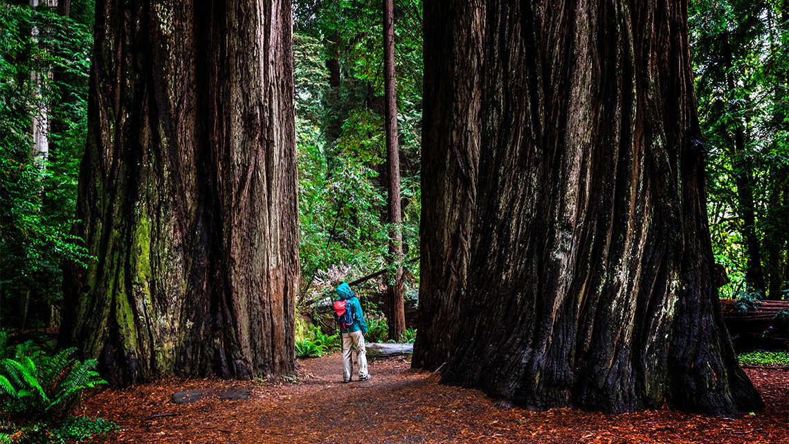 Hiker walking in between two large redwood trees.