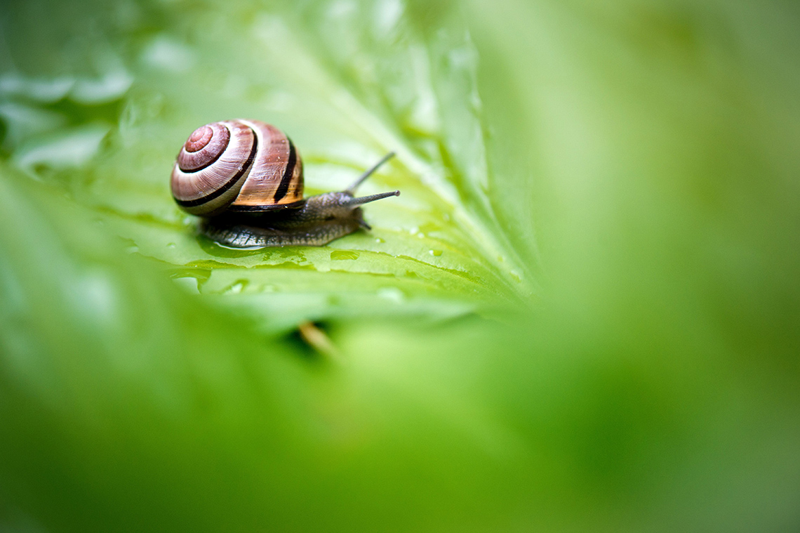 A small snail on a leaf<