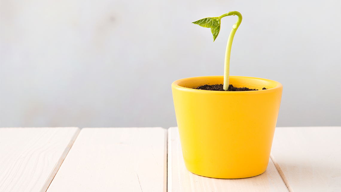 A plant is starting to sprout from the soil in a flowerpot.