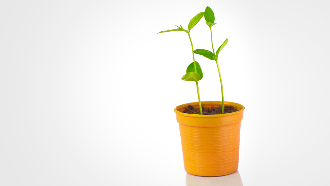 There are two tall stems with many leaves in a flowerpot.