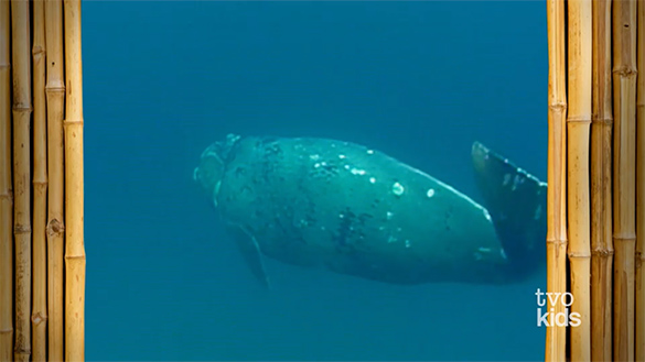 A Swimming Whale A whale is swimming through the water.