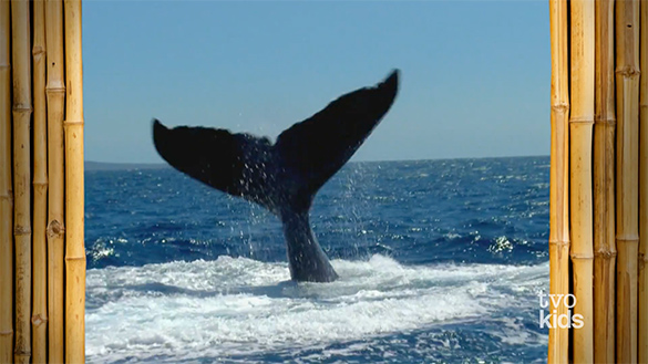 A Slapping Tail A whale is slapping its tail in the water.