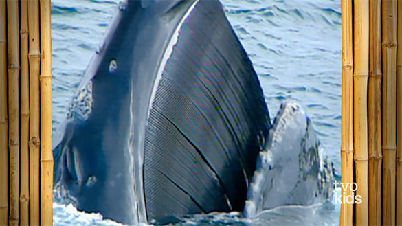 A Whale with an Open Mouth A whale is opening its mouth.