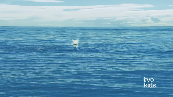 A Whale Blowing out Air A whale is blowing air out its blowhole.