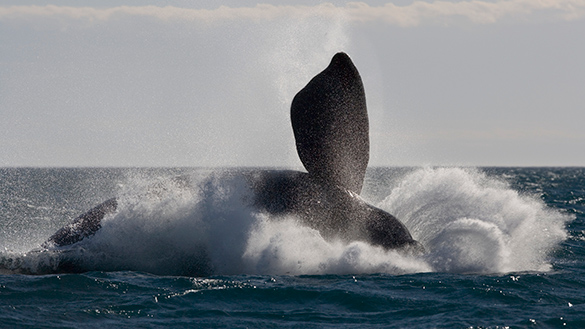 Southern Right Whale A huge southern right whale.