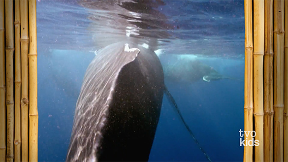 Moving Forward A southern right whale is moving forward.