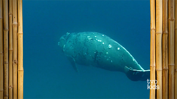 Moving Upwards A southern right whale is moving upwards.