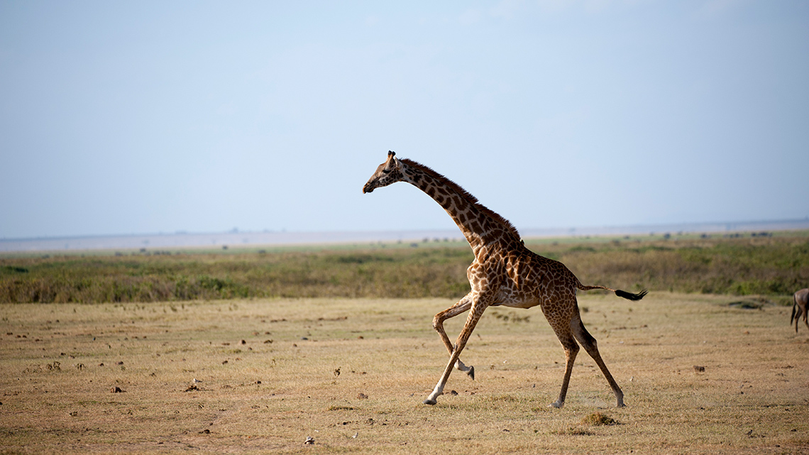 A giraffe is galloping.