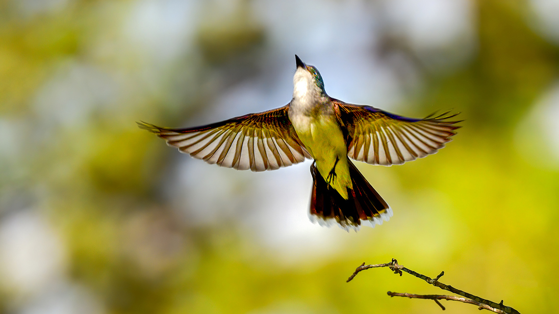 A bird is flying with its wings outstretched in mid-flight. 