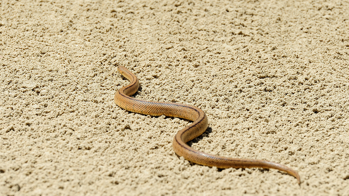 A snake is slithering on the ground. 