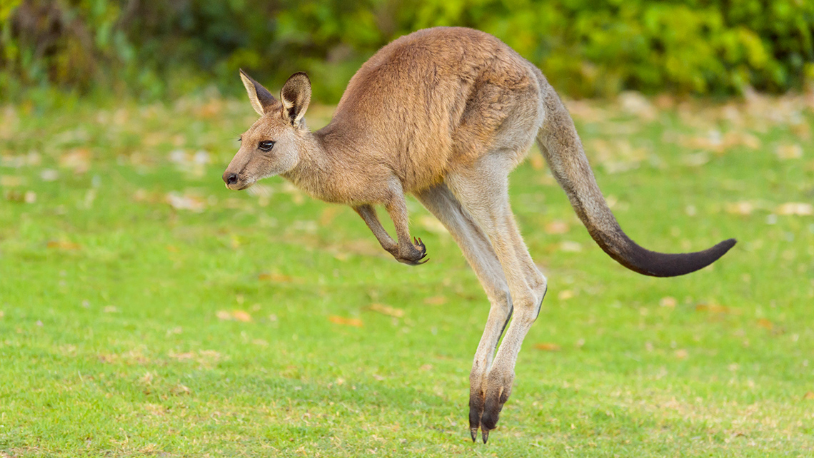 A kangaroo is jumping. 