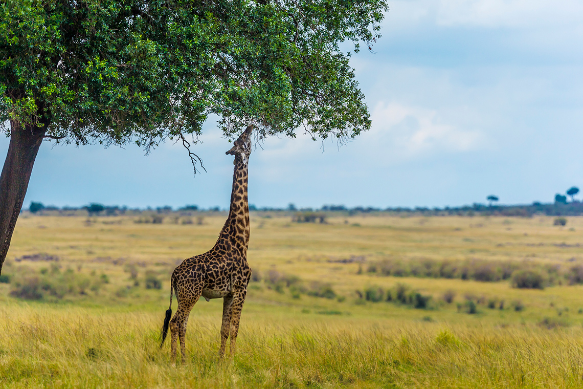 A giraffe is standing beside a tree and reaching out to eat leaves off that tree.