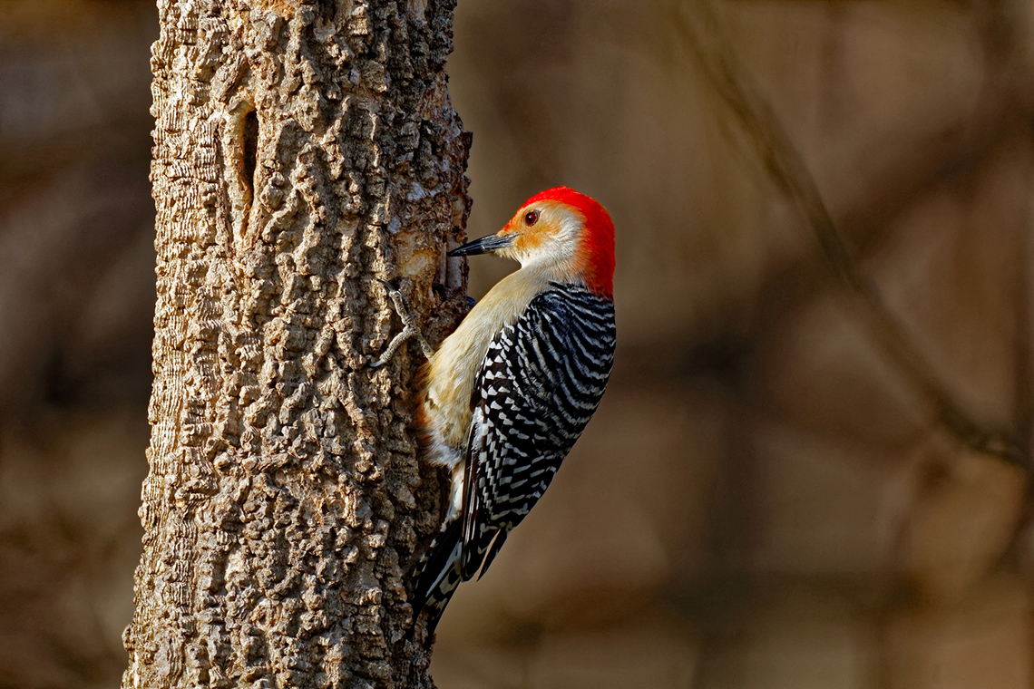 A woodpecker pecking at a tree.