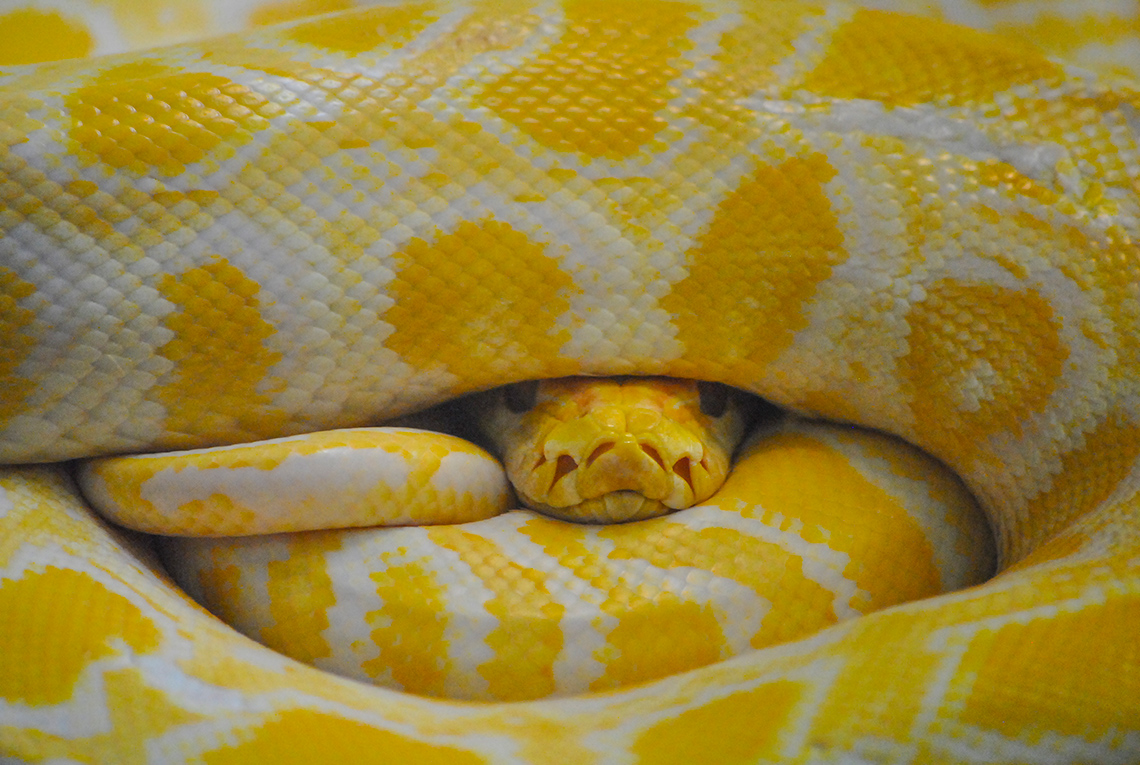 A snake coiled around itself with its head peeking through.