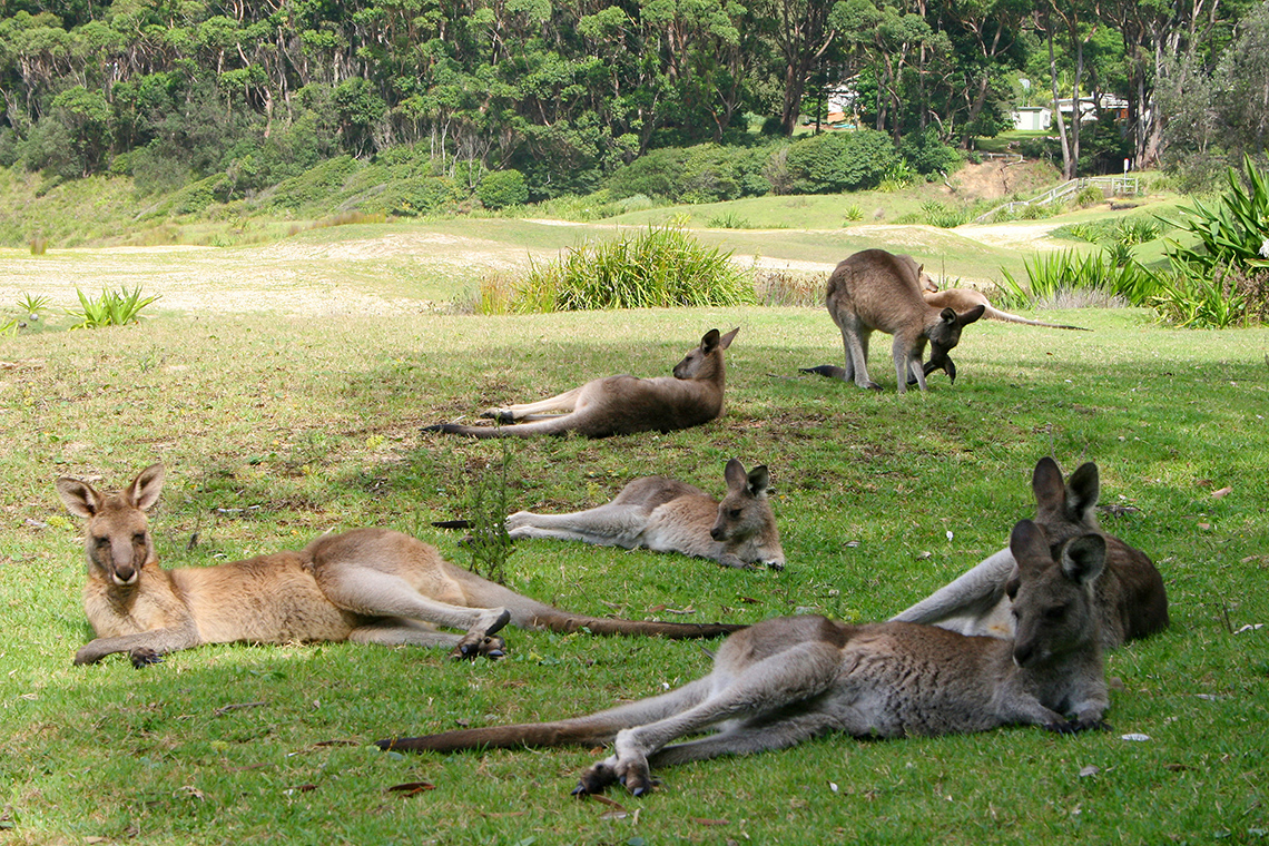 A group of kangaroos that are laying in the grass.