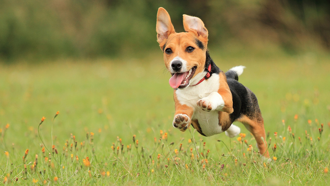 Dog running in a grassy field.