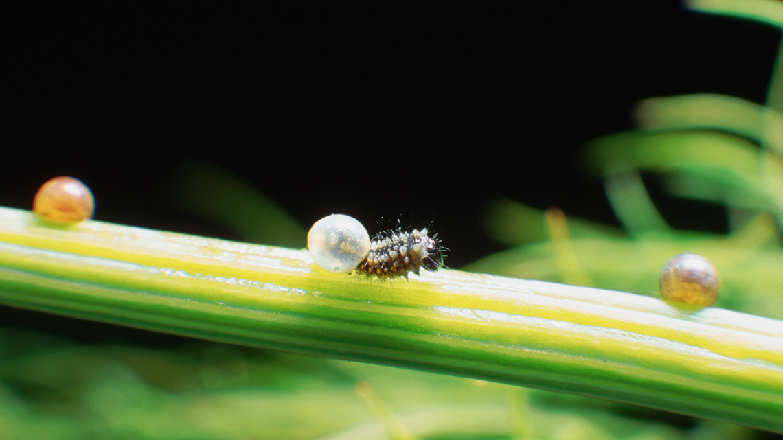 Caterpillar on a leaf.
