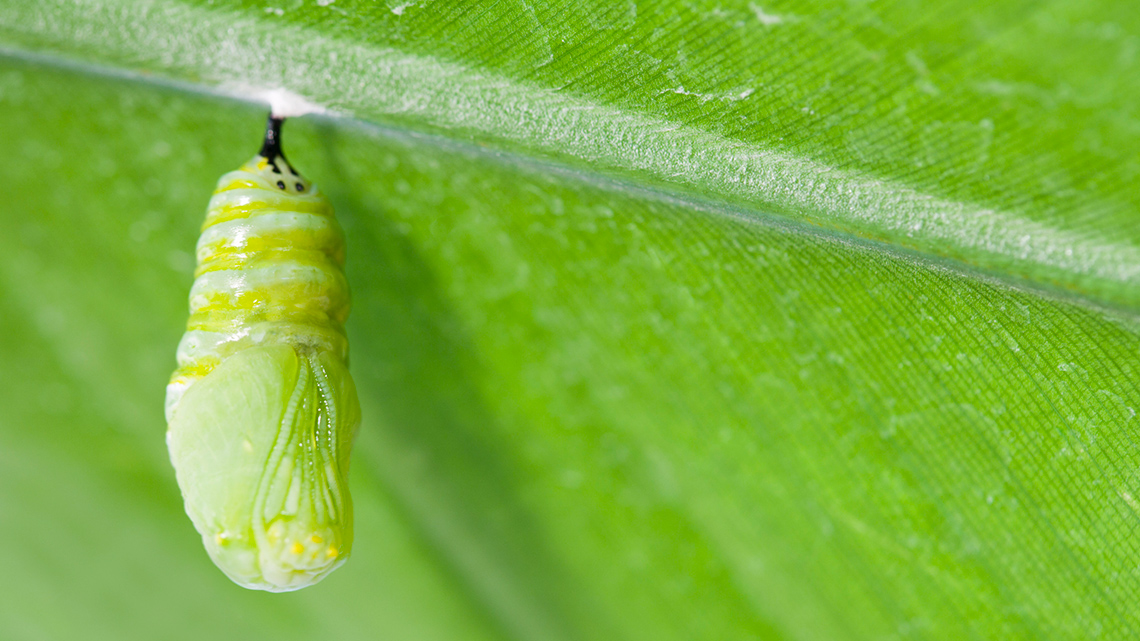 Chrysalis hanging from a branch.