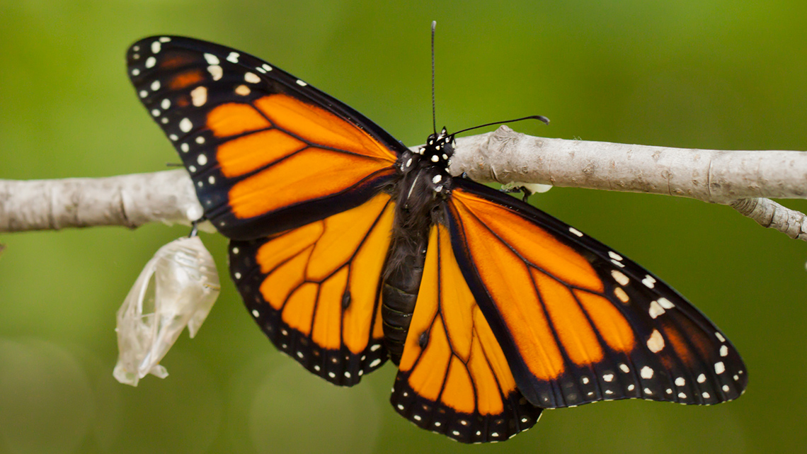 Butterfly.