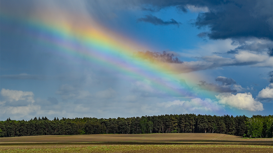 A rainbow stretches across a bright sky through some fluffy, low clouds over a forest after a rainstorm. Some darker clouds are at the top.