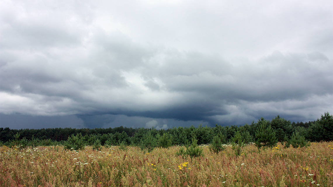 A field with tall grasses and a forest in the background under a cloudy grey sky before a rainstorm. Dark clouds are over the forest.