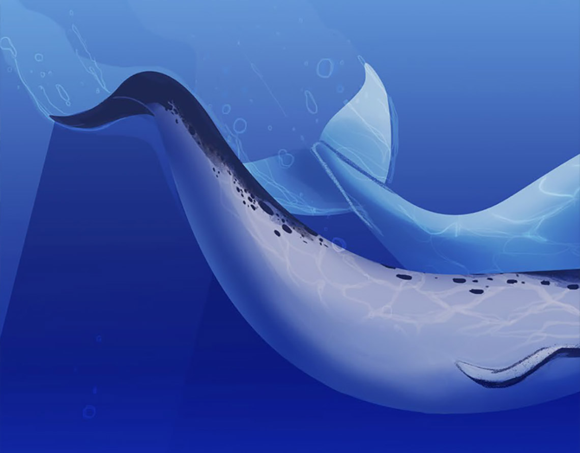 A close-up of bodies and tails belonging to a narwhal and beluga whale.