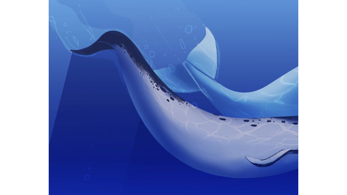 A close-up of bodies and tails belonging to a narwhal and beluga whale.