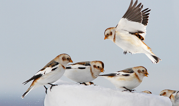 A flock of snow buntings sitting on a snow bank.
