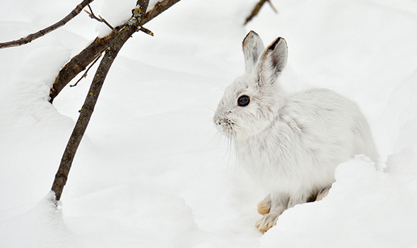 An Arctic hare sitting on a snow bank next to some branches.
