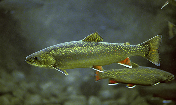 An Arctic char swimming underwater.