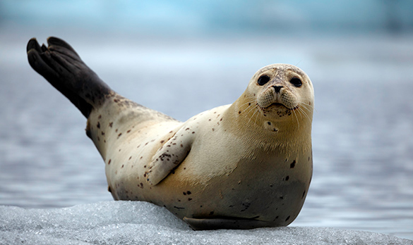 A Harp seal sitting on ice.