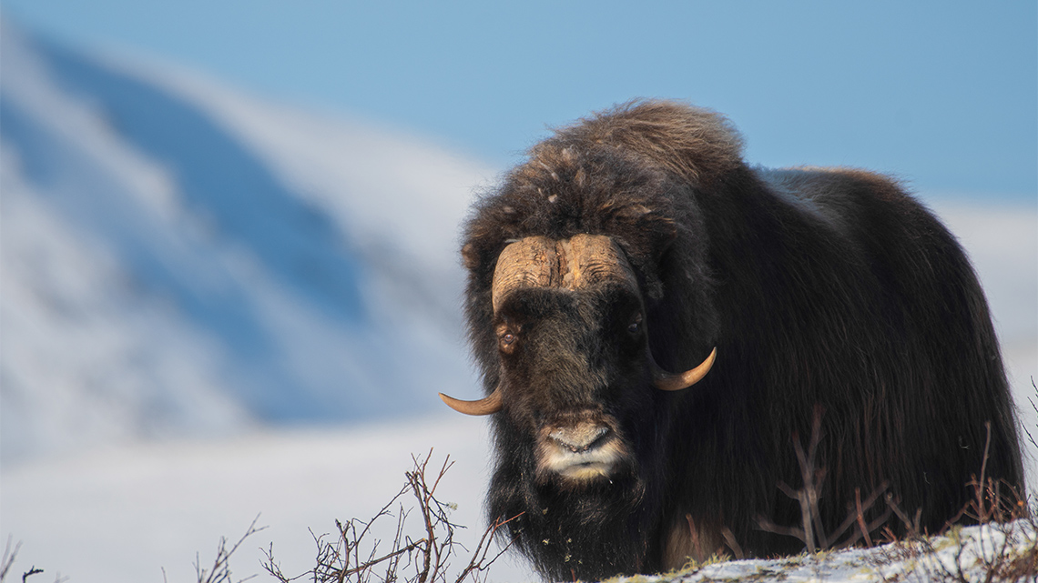 Muskox