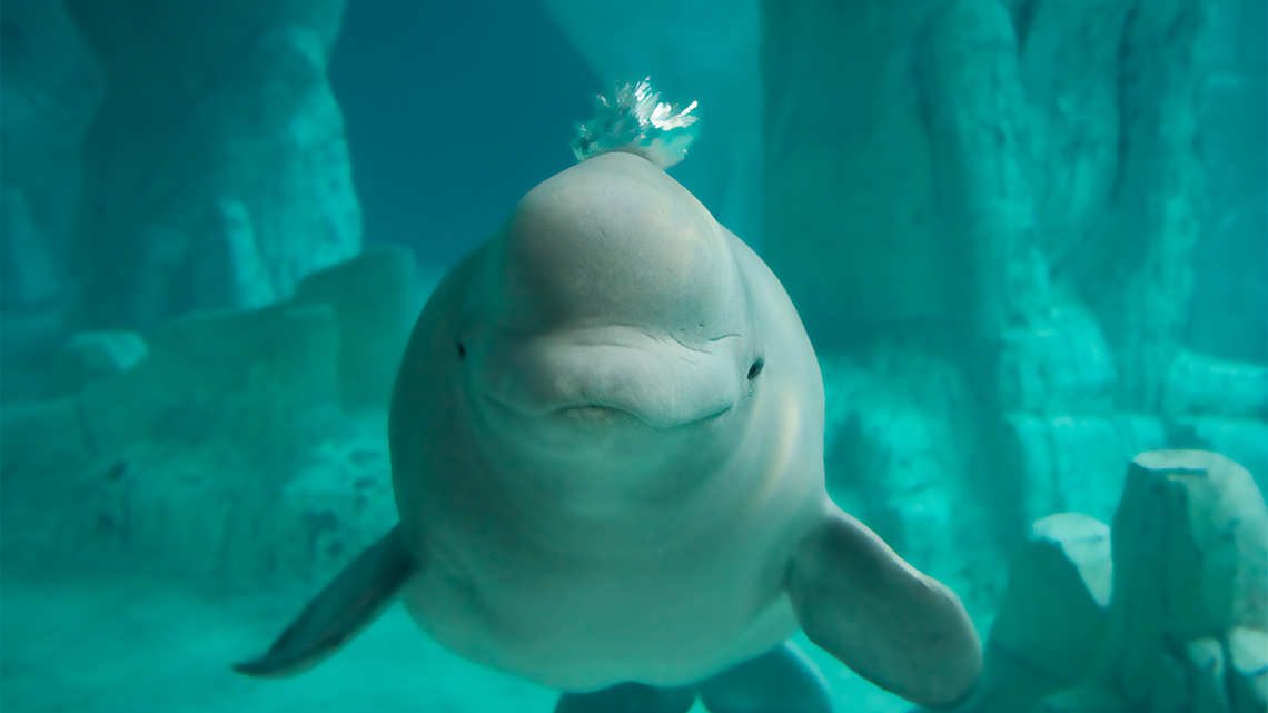 Beluga