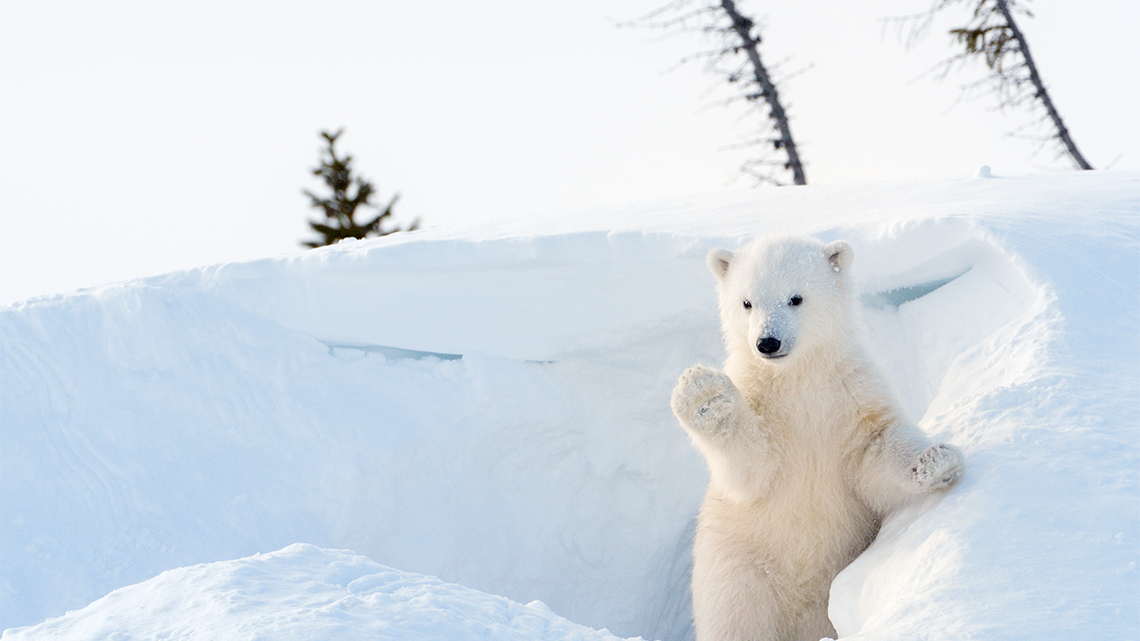 Polar Bear