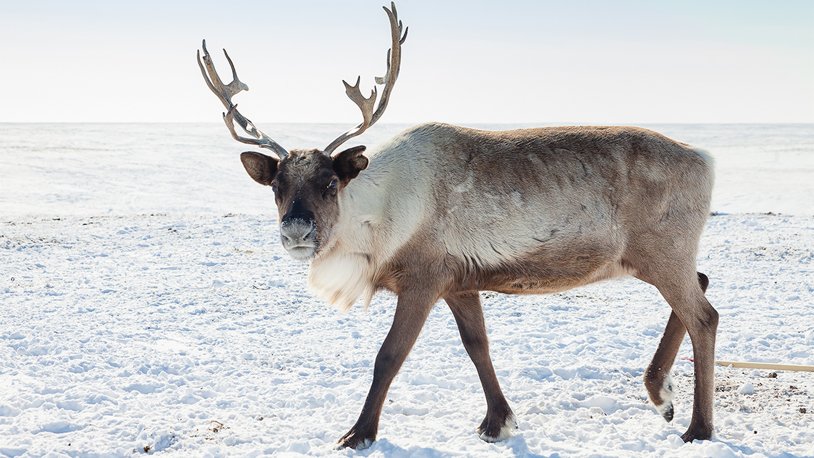Caribou