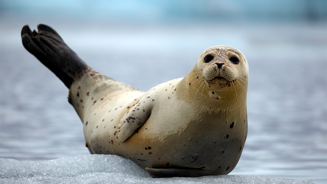 Harp Seal