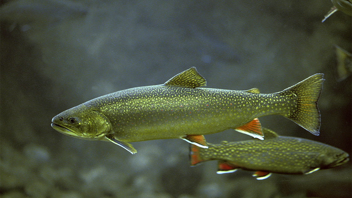 Arctic Char