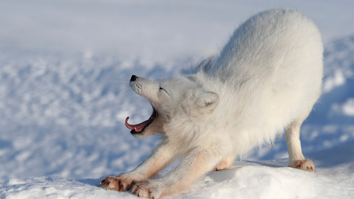 Arctic Fox
