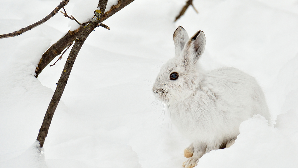 Arctic Hare 
