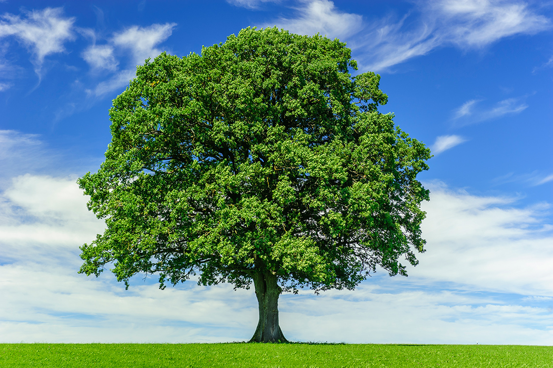 A big tree in an open field, with the sky in the background.