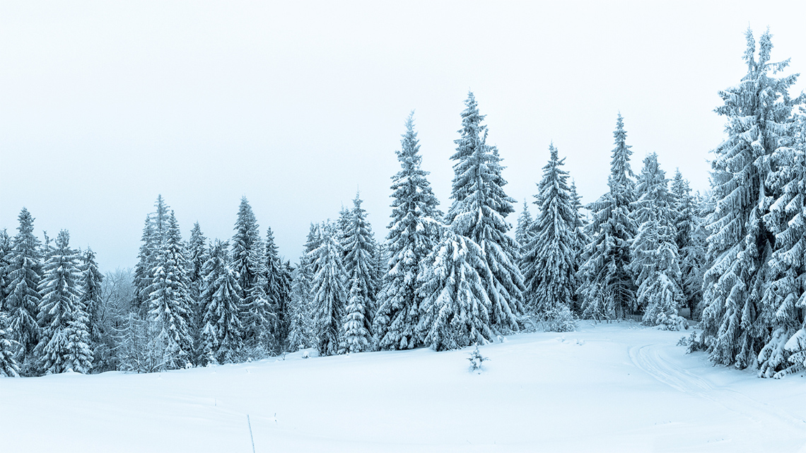 A row of spruce trees of different shapes and sizes are covered in snow against a wintry backdrop.