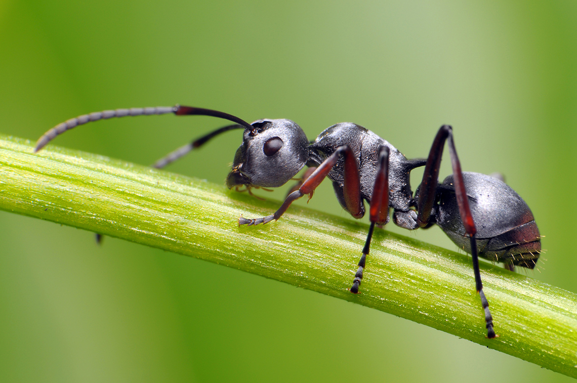 An ant is crawling up the stem of a plant.