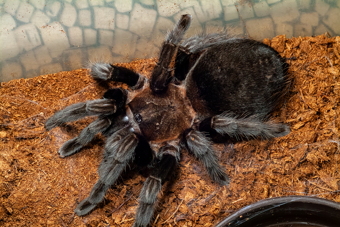 There is a big, black spider crawling on the ground.