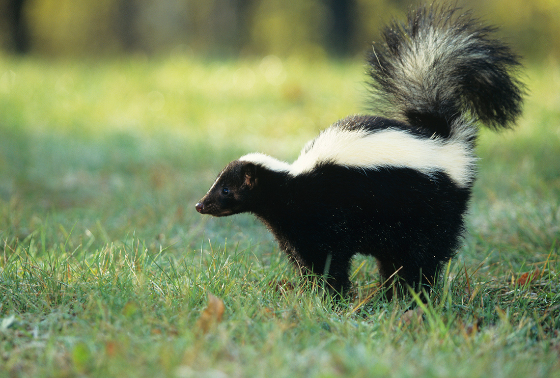 A skunk stands with its tail raised.