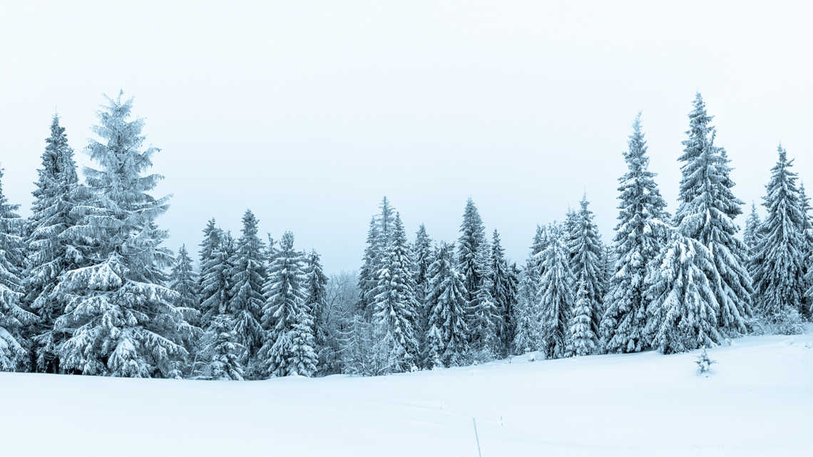 A row of spruce trees of different shapes and sizes covered in snow against a wintry backdrop.