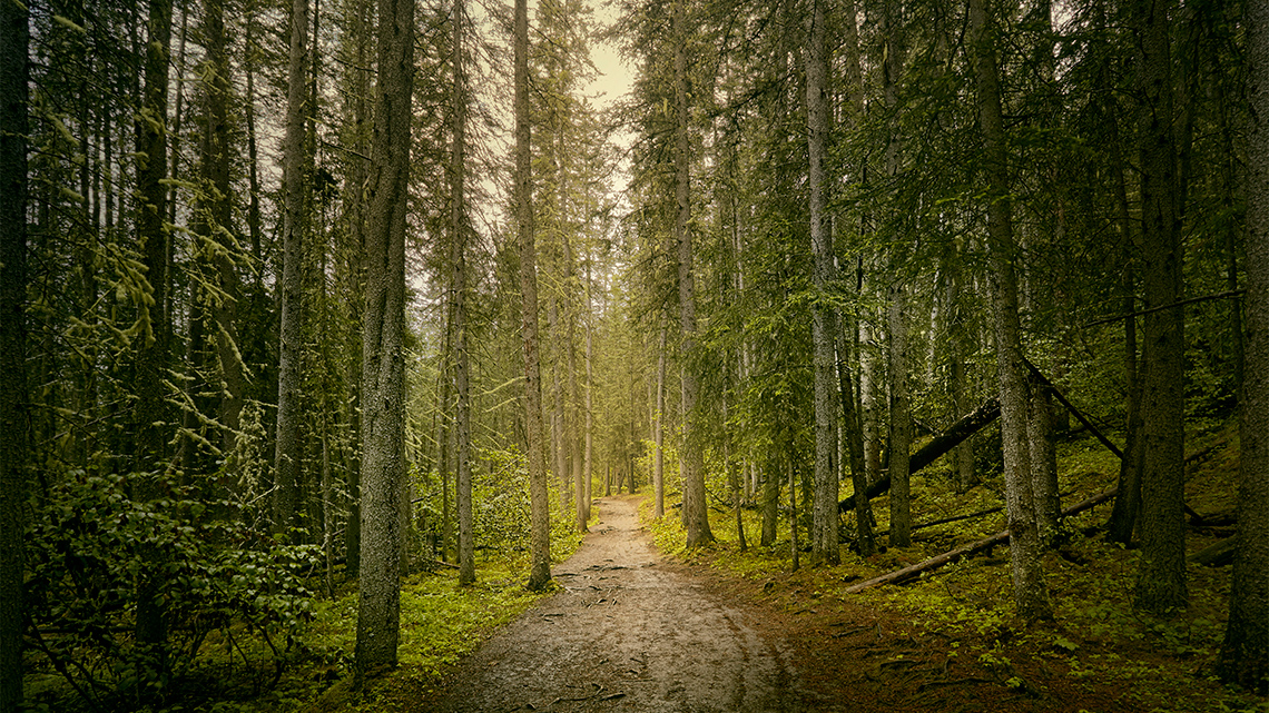 A path through a forested area. Tall trees surround the path.