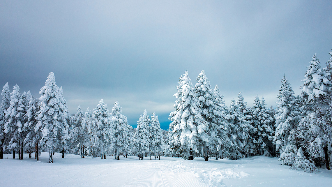 A row of spruce trees of different shapes and sizes are covered in snow against a wintry landscape.